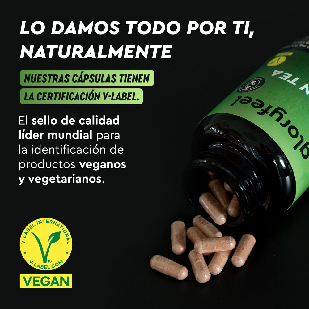 Cápsulas de extracto de té verde de gloryfeel GmbH España se derraman sobre una mesa. La certificación V-Label confirma que son aptas para dietas veganas y vegetarianas.