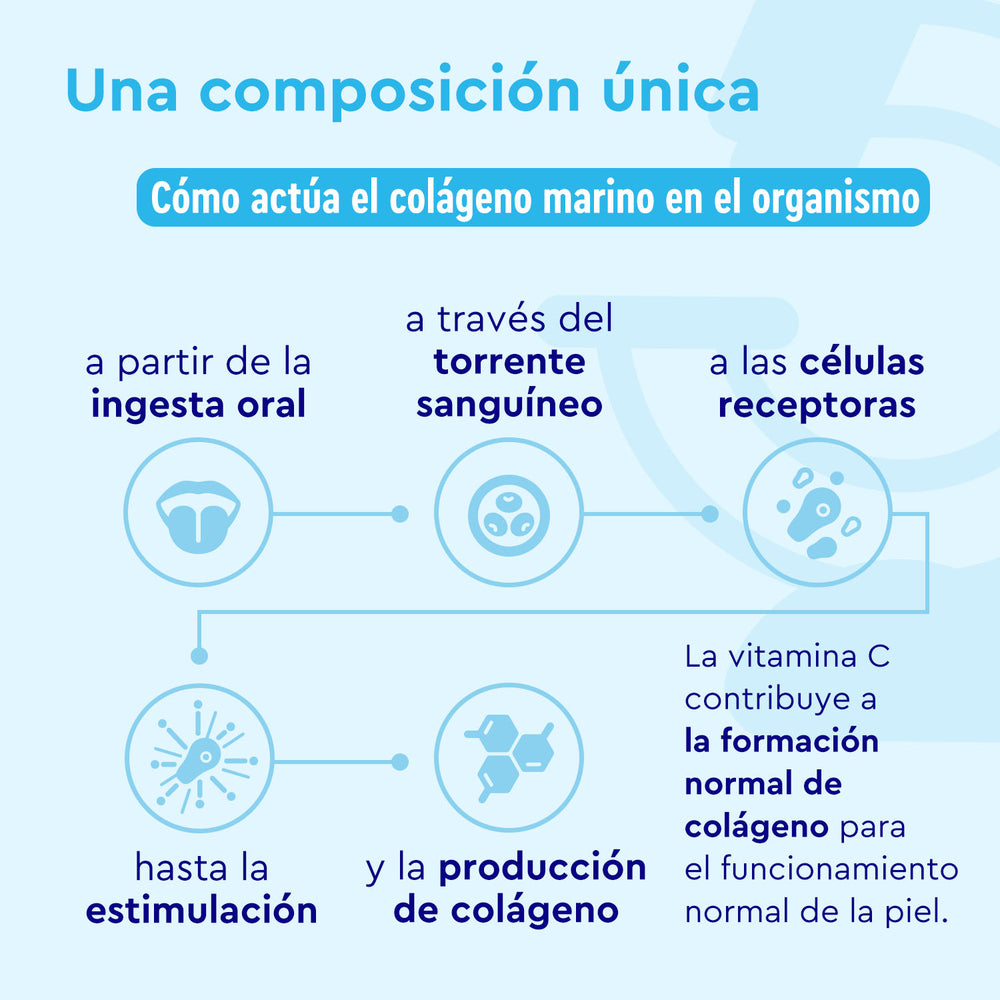 La infografía sobre Colágeno Marino Hidrolizado en polvo de gloryfeel GmbH España detalla su ingestión, entrada al torrente sanguíneo, interacción con las células receptoras, estimulación de la producción de colágeno y cómo la vitamina C favorece la formación normal de colágeno para la salud de la piel.