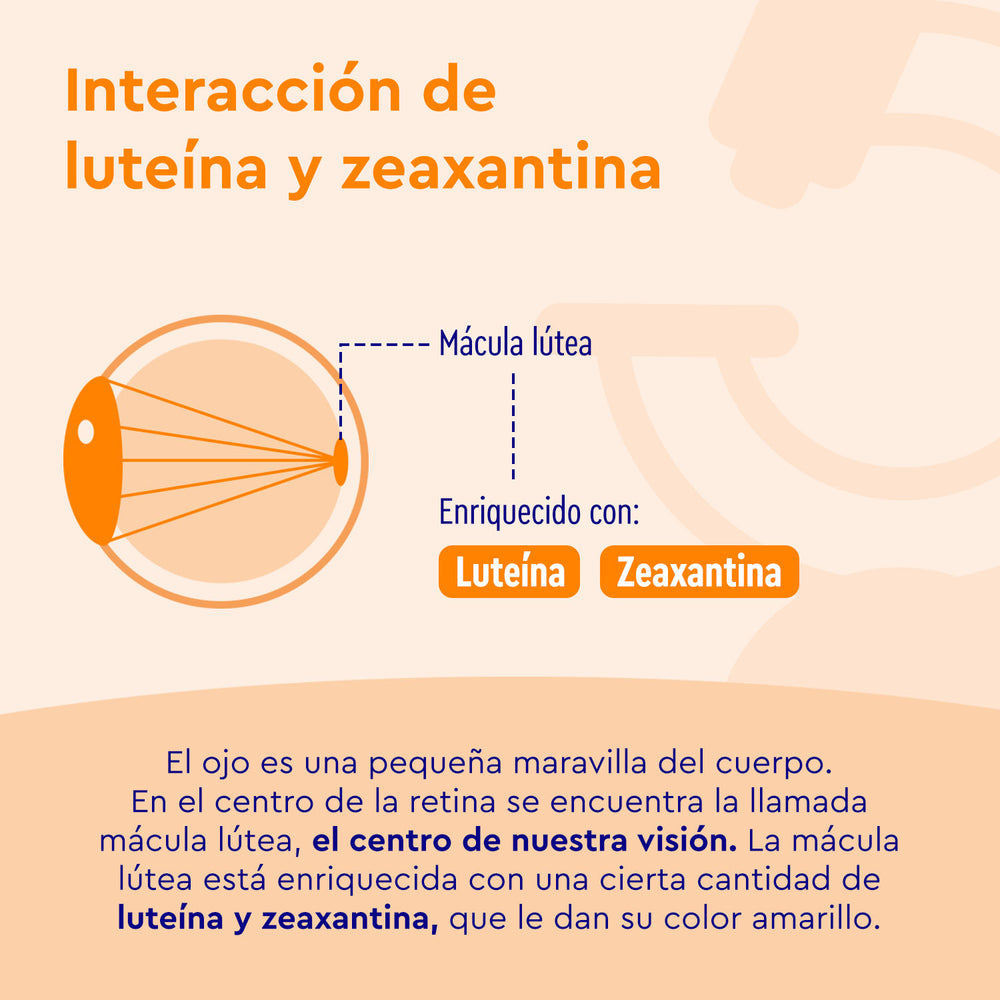 Diagrama que muestra cómo las Cápsulas de luteína de GloryFeel GmbH España, con luteína, zeaxantina, vitaminas y minerales, apoyan la mácula lútea en el ojo para una mejor visión central y salud ocular general.