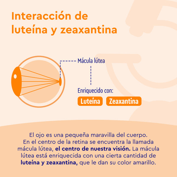 Diagrama que muestra cómo las Cápsulas de luteína de GloryFeel GmbH España, con luteína, zeaxantina, vitaminas y minerales, apoyan la mácula lútea en el ojo para una mejor visión central y salud ocular general.
